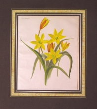 GA193 - Southern tulip