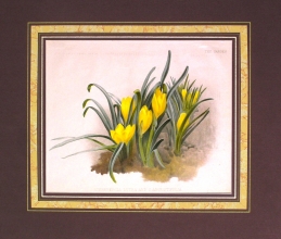 GA194 - Sternbergia lutea and angustifolia