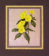 GA195 - Reinwardtia tetragynum