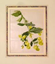 GA196 - Calceolaria burbidgei