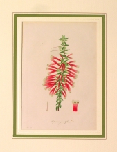 PX52 - Epacris grandiflora