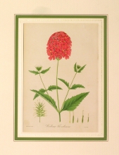 PX53 - Verbena tweedieana