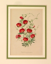 PX54 - Silene laciniata