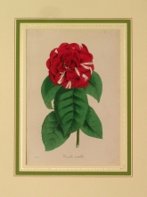 PX56 - Camellia mutabilis
