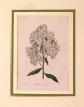 PX58 - Escallonia monteoidensis