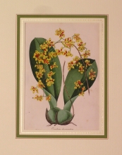 PX59 - Oncidium divaricatum