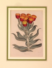PX60 - Astelma exiumium