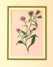 PX61 - Liatris borealis