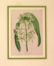 PX63 - Epidendron fragrans