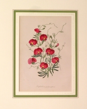 PX64 - Gompholobium polymorphum