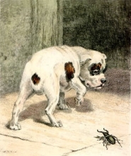 S205B - More Frightened than Hurt 