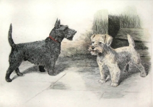 A019 - Scotties