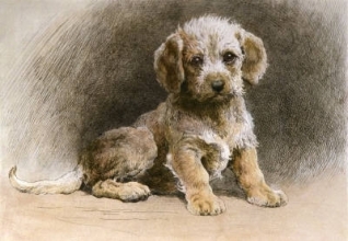P177 - Dandie Dinmont