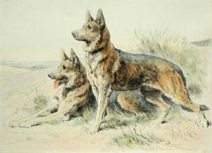 C013 - Alsatians