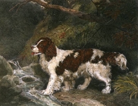 H164 - Spaniel The