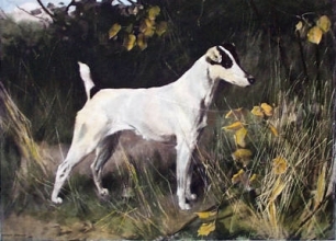 P049 - Cymro Queen