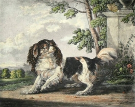 D266 - King Charles Spaniel