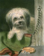 B184 - Impudence (Dog)