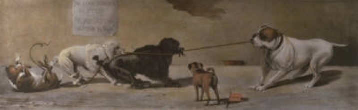 B079 - Tug of War (Dogs)