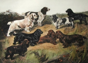E211 - Field Spaniels of 20th Century