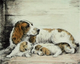 S005B - Bitch and Pups