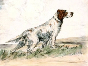 S103 - English Setter 