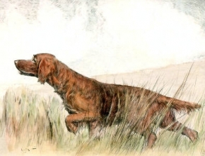 S102 - Irish Setter