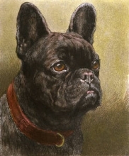 T915 - French Bulldog