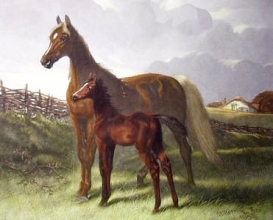 F072 - Thoroughbreds (Mezzo)
