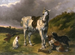E253D - Shooting Pony 