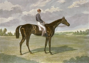 E234 - Favonius