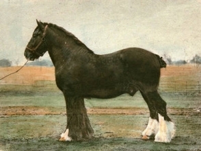 S458 - Rokeby Harold
