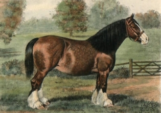 S457 - Minnehaha