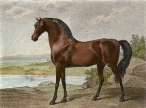 S604 - Warren Hasting's Arabian 