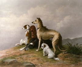 B205 - Highland Dogs 