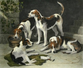 B231 - Group of Favourites (Dogs) 
