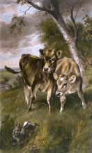 F118 - Startled (Calves) 