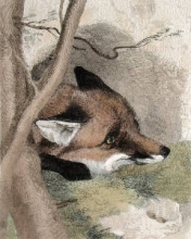 P338 - Fox