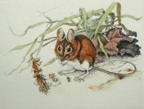 S003 - Dormouse