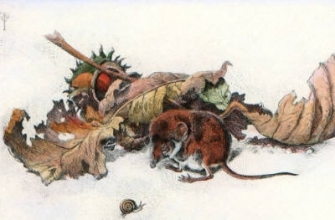 S236 - Pigmy Shrew 