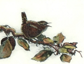 S234 - Jenny Wren 