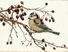 L288 - Blue Tit 