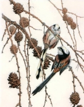 S230 - Long Tailed Tits 