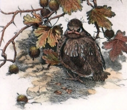 S232 - Young Mistle Thrush 
