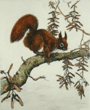 S202 - Squirrel