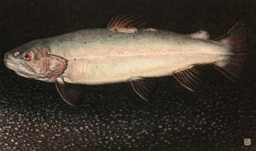 S209 - Brown Trout 