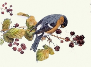 S105 - Bullfinch