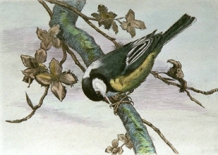 S107 - Coal Tit 