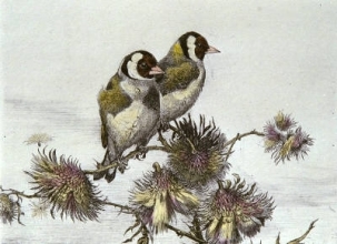 S108 - Gold Finches 