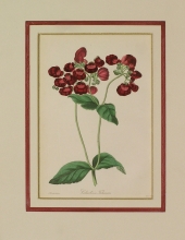 PX65 - Calceolaria Talisman